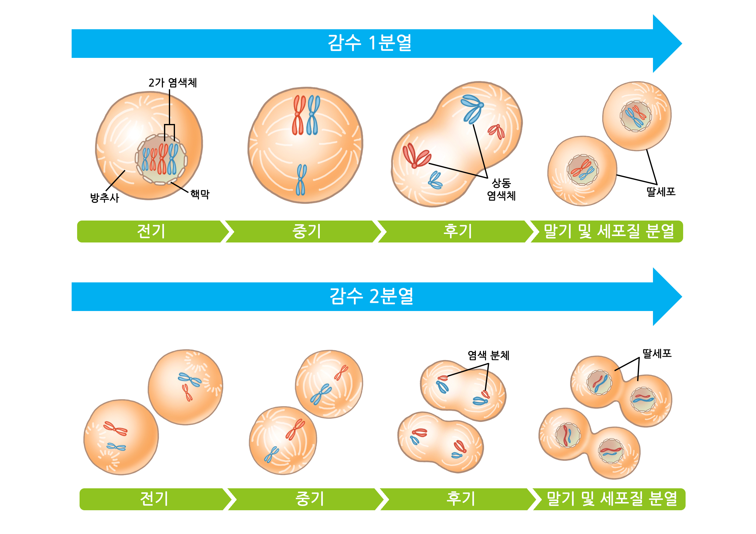 분열.jpg