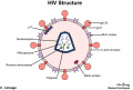 Human immunodeficiency virus.jpg